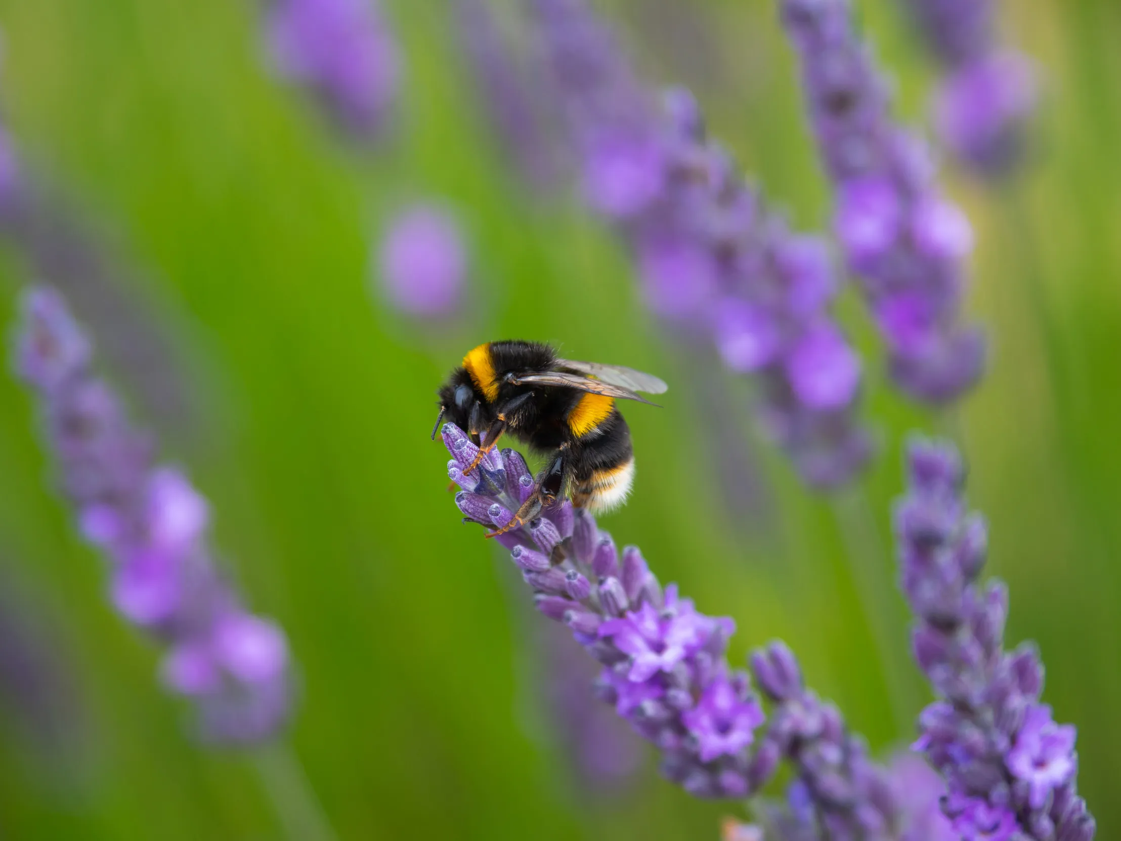 A White-tailed Bumblebee perched on the top of some summer lavender.